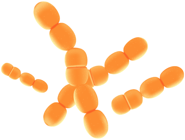 Lactobacillus Paracasei ingredient in Synaptigen
