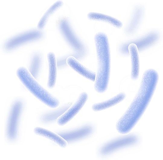 Lactobacillus Reuteri ingredient in Synaptigen